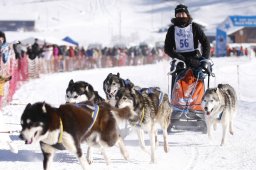 Lenk 2013